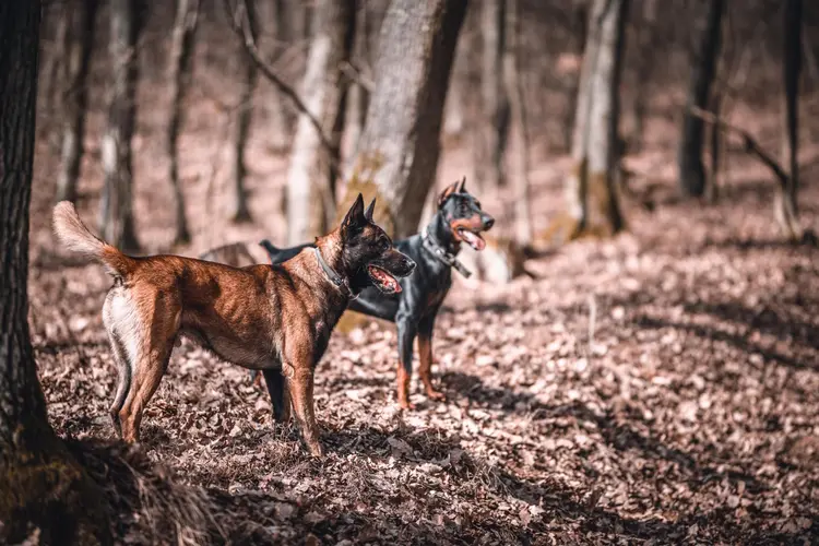 Dobermann, boxer of labrador voor je Utrechtse gezin: zo verschillen ze